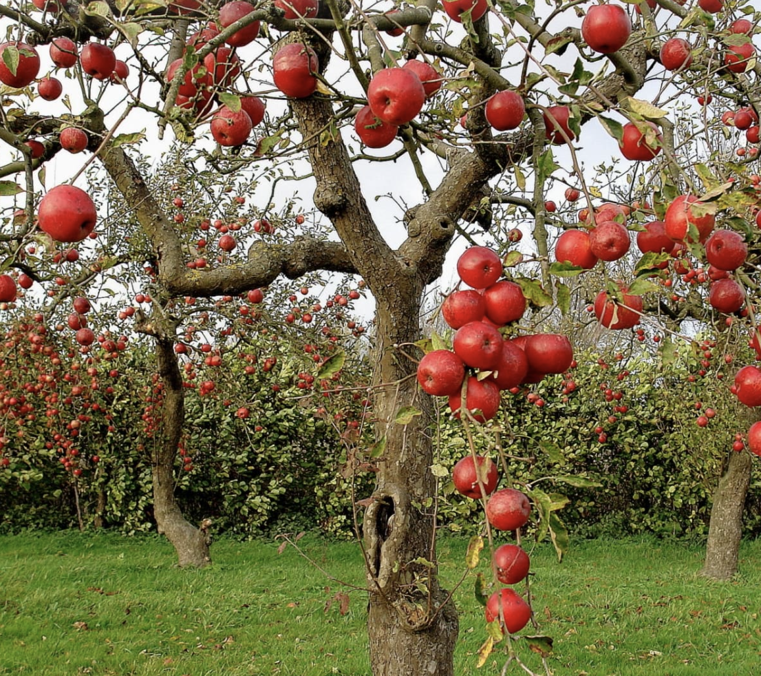 apple tree